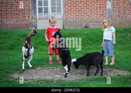 Kinder mit Zwergziegen, Capra Hircus, Zoo in der Normandie Stockfoto