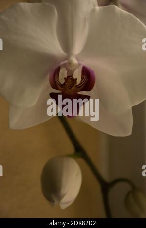 Fotografien einer mystischen Orchidee, die in einem Topf auf einer Fensterleiste wächst. Stockfoto