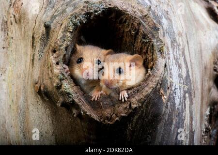 Haselmaus Muscardinus Avellanarius, paar auf Nest, Normandie Stockfoto