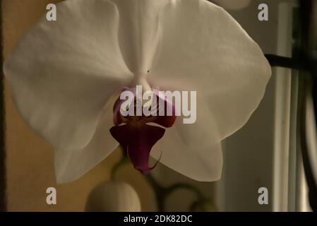 Fotografien einer mystischen Orchidee, die in einem Topf auf einer Fensterleiste wächst. Stockfoto