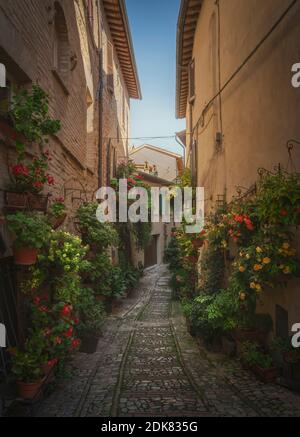 Spello Infiorata Dorfstraße, Pflanzen und Blumen an den Wänden befestigt. Perugia, Umbrien, Italien, Europa. Stockfoto
