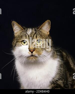 Portriat Hauskatze auf schwarzem Hintergrund Stockfoto