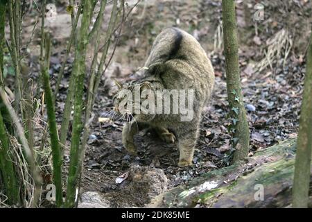 Europäische Wildkatze, Felis Silvestris, ein Wildkaninchen zu töten Stockfoto