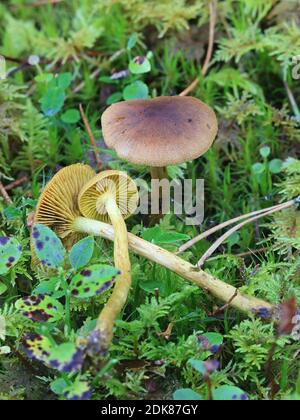 Cortinarius croceus, auch Dermocybe crocea genannt, Safran-Webcap, Wildpilz aus Finnland Stockfoto