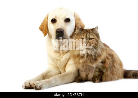 Gelber Retourenhändler Labrador Female und Tortoiseshell Persische Hauskatze vor weißem Hintergrund Stockfoto