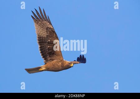 Donkere vorm Dwergarend; dunkle Phase Zwergadler Stockfoto