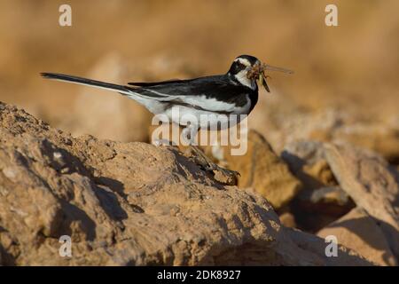 Afrikaanse Bonte Kwikstaart met Voer; African Pied Wagtail mit Nahrungsmitteln Stockfoto