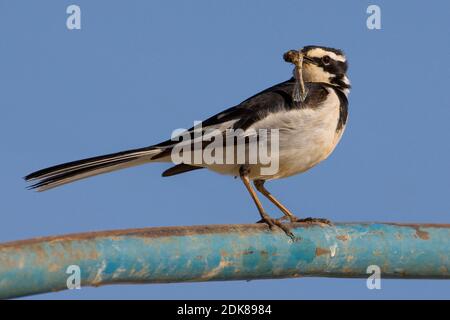 Afrikaanse Bonte Kwikstaart met Voer; African Pied Wagtail mit Nahrungsmitteln Stockfoto