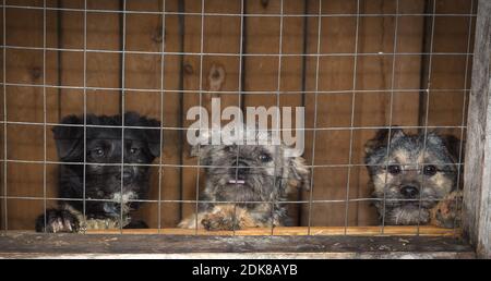 Drei junge Mischlingshunde in einem Hundehab hinter einem Zaun wartet auf ein neues Zuhause auf einem hölzernen Hintergrund Stockfoto