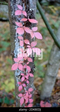 Ashokan Reservoir, Pflanze, Blätter, Herbstfarben, Stockfoto