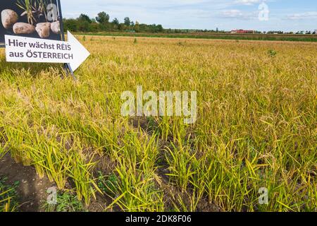 Reisfeld, Plakatwand Reis 'Österreis' in Weinviertel, Niederösterreich, Niederösterreich, Österreich Stockfoto