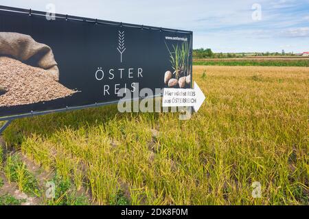 Reisfeld, Plakatwand Reis 'Österreis' in Weinviertel, Niederösterreich, Niederösterreich, Österreich Stockfoto