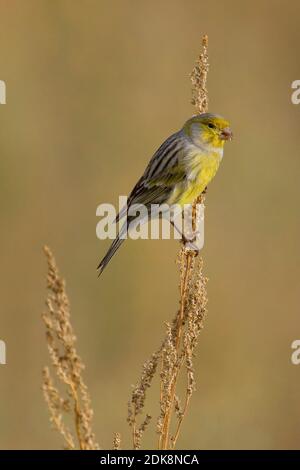 Mannetje Kanarie; Männliche Atlantik Kanarische Stockfoto