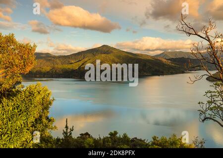 Queen Charlotte Sound bei Sonnenaufgang, Marlborough Sounds, Picton, South Island, Neuseeland Stockfoto