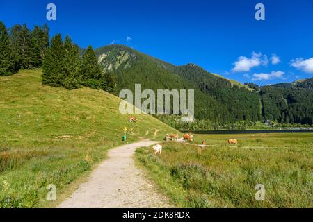 Deutschland, Bayern, Oberbayern, Oberland, Markt Schliersee, Kreis Spitzingsee, Almwiese mit Spitzingsee Stockfoto