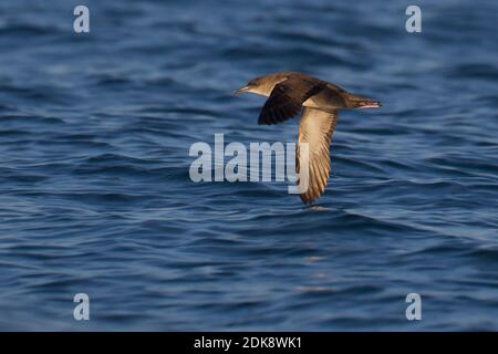 Vale Pijlstormvogel in de Vlucht; Balearen Shearwater im Flug Stockfoto