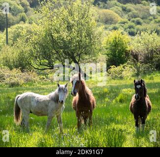 Walisische Bergponys auf einer Wiese in Wales, Großbritannien Stockfoto