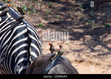 Rotschnabel-Oxpeckers (Buphagus erythrorynchus) sitzen auf Wildtieren. Stockfoto