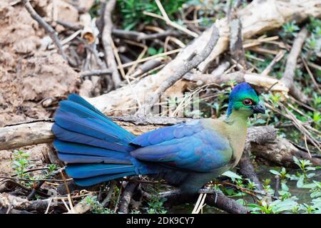 Purpurhüpfiger Turaco (Tauraco porphyreolophus) Porträt. Stockfoto