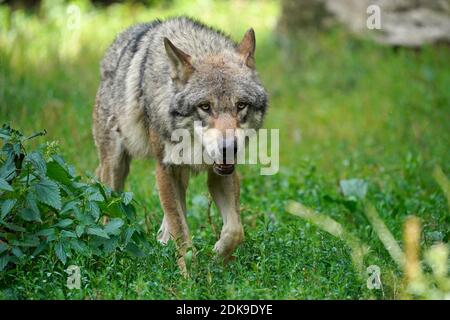 Europäischer Wolf (Canis lupus), Stockfoto