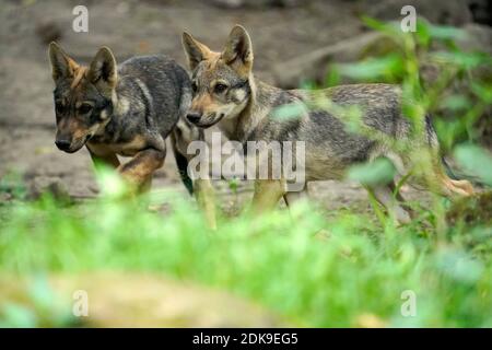 Europäischer Wolf (Canis lupus), Welpen, Stockfoto