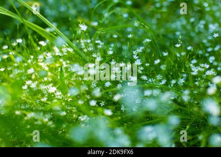 Ein grünes Feld mit zarten kleinen weißen blühenden Blüten. Leichtigkeit und Grün. Feder. Stockfoto