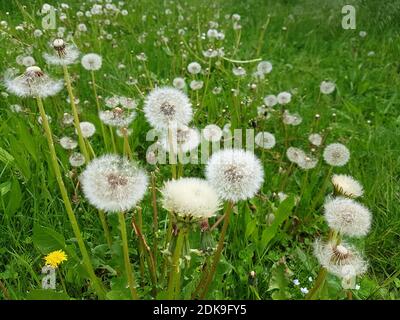 Wiese mit Löwenzahn Stockfoto
