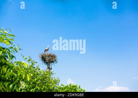 Der Kran sitzt mit einem Heulen seines Nestes auf dem Kraftübertragungsmast. Stockfoto