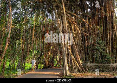 Straße durch natürlichen Bogen im riesigen banyan Baum in Goa, Indien Stockfoto