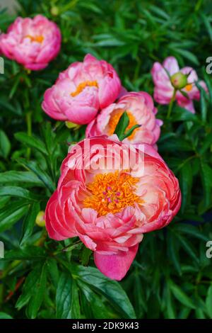 Koralle orange rosa Pfingstrose Blume in Blüte Stockfoto