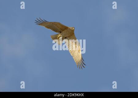 Onvolwassen Havikarend in Vlucht; unreif Bonelli Adler im Flug Stockfoto