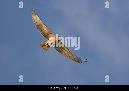 Onvolwassen Havikarend in Vlucht; unreif Bonelli Adler im Flug Stockfoto