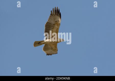 Onvolwassen Havikarend in Vlucht; unreif Bonelli Adler im Flug Stockfoto