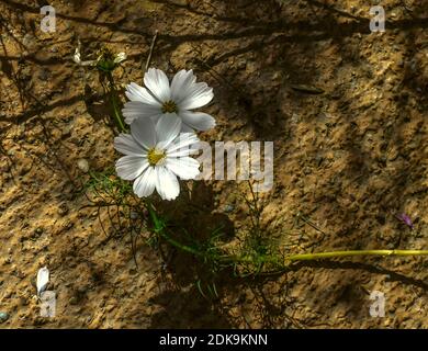 Die letzten beiden zarten weißen Blüten der cosmea hockten auf dem trockenen Boden in der hellen Herbstnachmittagssonne. Stockfoto