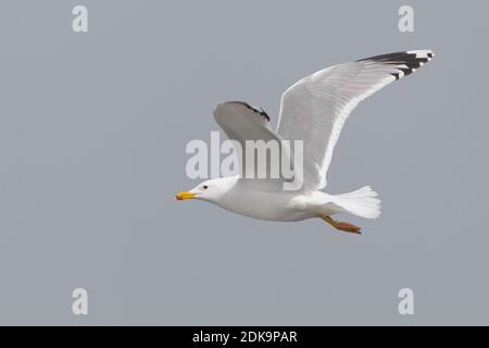 Gabbiano del Caspio; Caspian Gull, Larus cachinnans Stockfoto