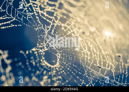 Spinnennetz in Tropfen regen. Makro Bild Stockfoto