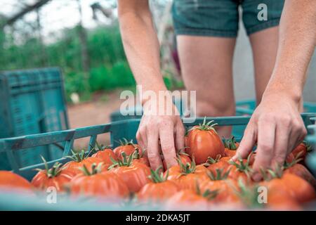 Sortierte Tomaten im Spediteur vor der Auslieferung an die Märkte Stockfoto