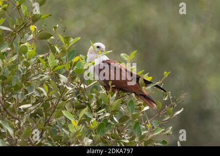 Ein schöner erwachsener Brahminy Kite (Haliastur indus), ein mittelgroßer Greifvogel, der in einem Busch thront und zurückblickt. Stockfoto