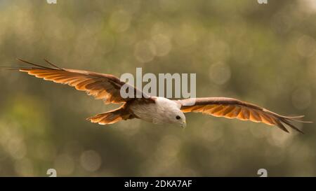 Ein schöner golden glühender Brahminy Kite (Haliastur indus), ein mittelgroßer Greifvogel, gemächlich in niedriger Höhe gleiten und nach unten schauen. Stockfoto