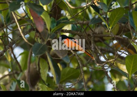 Ein schöner und hell gefärbter Rüde Orange Minivet (Pericrocotus flammeus), der auf einem Baum in dichtem Laub thront. Stockfoto