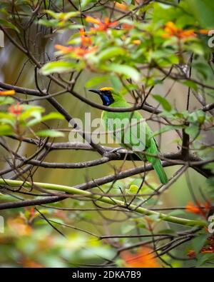 Ein wunderschöner männlicher Leafbird mit Goldfronten (Chloropsis aurifrons), der auf einem Baumzweig im Garten thront. Stockfoto