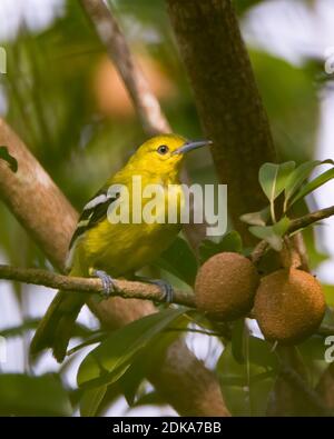 A beautiful Common Iora (Aegithina tiphia), perched on a sapporta fruiting tree in the garden. Stock Photo