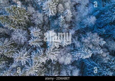 Blauer Hintergrund Textur eines gefrorenen Waldes im Winter, Ohrenansicht oben Stockfoto