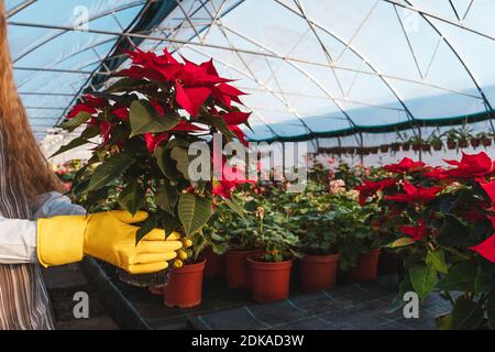 Frau in gelben Handschuhen halten poinsettia in Töpfen Gewächshaus. Stockfoto
