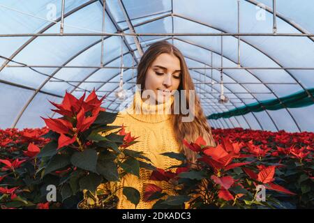 Frau im Gewächshaus in gelbem Pullover in der Nähe von roten Weihnachtsstern in Töpfen. Stockfoto