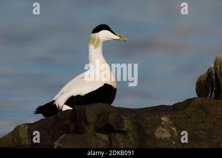 Eider in zit; Gemeinsame Eider gehockt Stockfoto