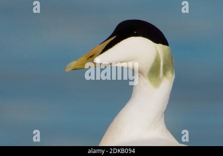 Eider in zit; Gemeinsame Eider gehockt Stockfoto
