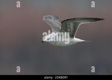 Onvolwassen Stormmeeuw in Vlucht; unreif gemeinsamen Möwe im Flug Stockfoto