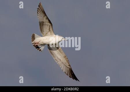 Onvolwassen Stormmeeuw in Vlucht; unreif gemeinsamen Möwe im Flug Stockfoto