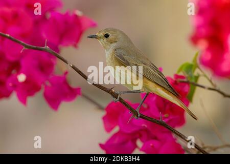 Vrouwtje Gekraagde Roodstaart op Trek; Weiblicher Common Redstart zur Migration Stockfoto